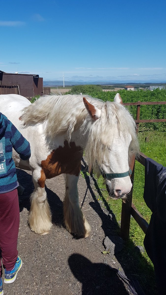 MrsMcCormack4's tweet photo. A beautiful day for a visit to Phantom's Legacy in Longriggend. Did you know that you can tell a horse's age by looking at their teeth? Thank you Jen and @janis561! 🐎 #horsetherapy #mindfulness https://t.co/yljnwpNiFG