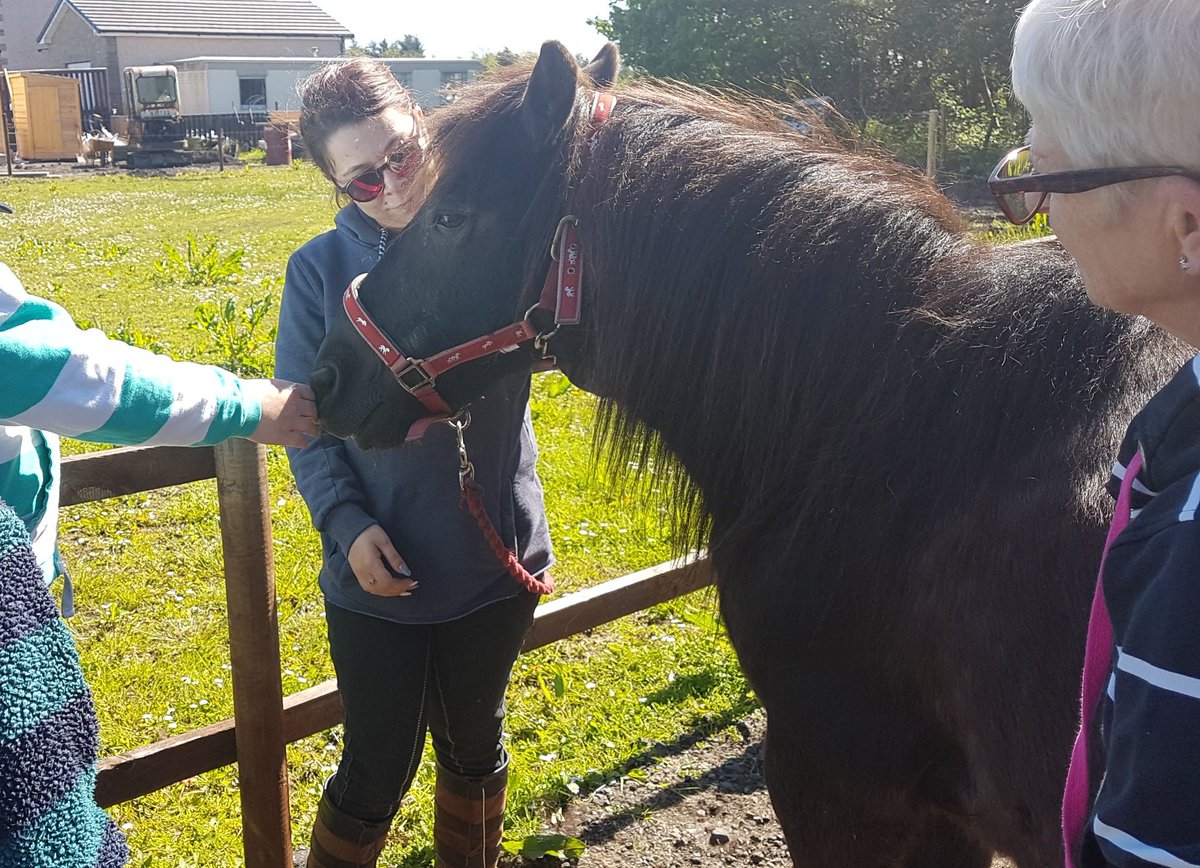MrsMcCormack4's tweet photo. A beautiful day for a visit to Phantom's Legacy in Longriggend. Did you know that you can tell a horse's age by looking at their teeth? Thank you Jen and @janis561! 🐎 #horsetherapy #mindfulness https://t.co/yljnwpNiFG
