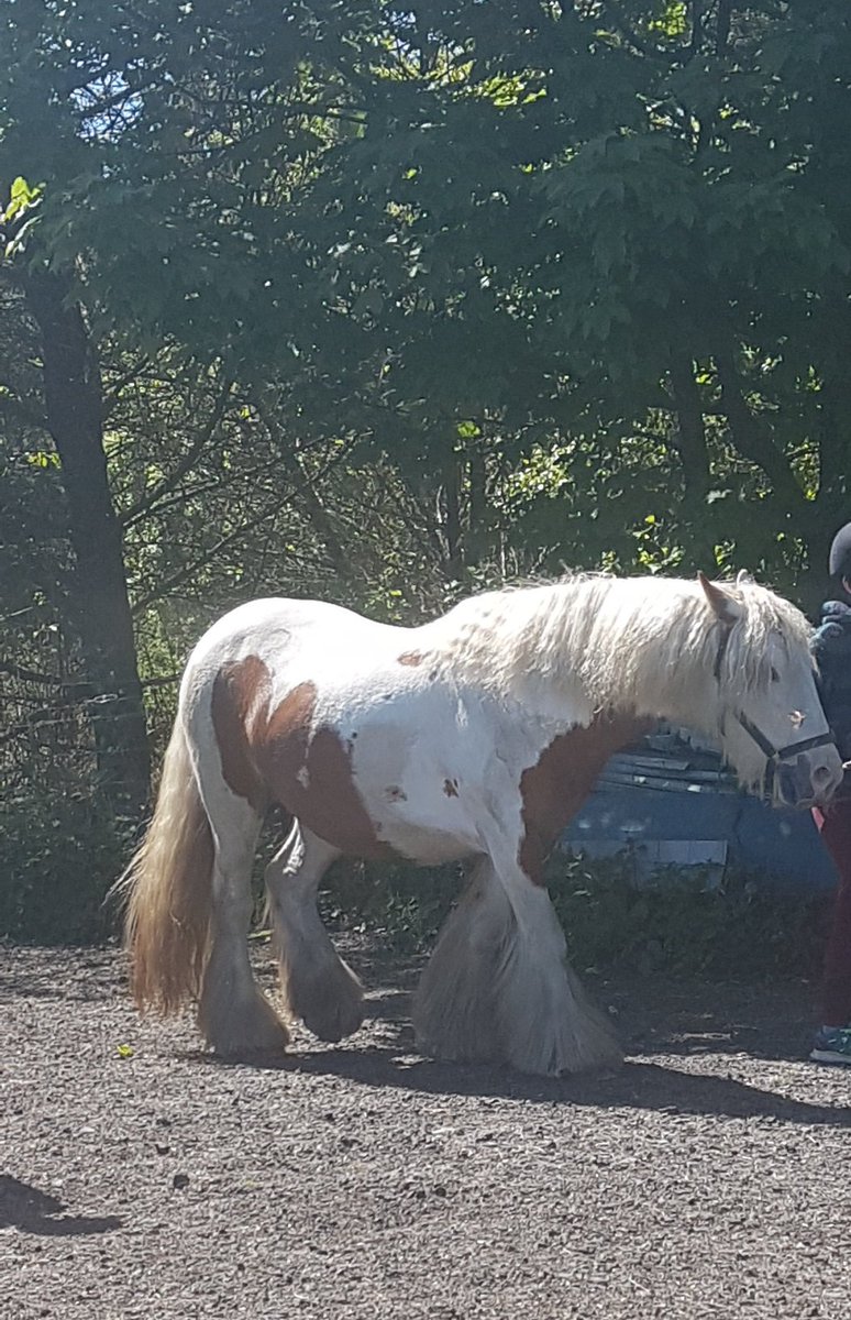 MrsMcCormack4's tweet photo. A beautiful day for a visit to Phantom's Legacy in Longriggend. Did you know that you can tell a horse's age by looking at their teeth? Thank you Jen and @janis561! 🐎 #horsetherapy #mindfulness https://t.co/yljnwpNiFG
