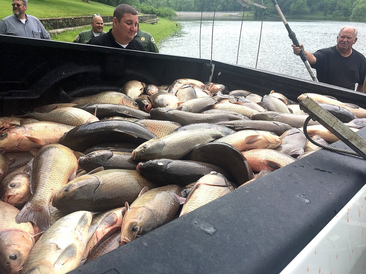 kyfisheriesc's tweet photo. Working with #GeneralButlerStatePark on the management of their public fishing lake. Removed over 2,200 lbs of #carp and #buffalo in an effort to improve the #bass, #bluegill, #crappie &amp; #catfish fishery. Active management works, but it does take time and quite a bit of effort. https://t.co/8z21RNaJ0Y