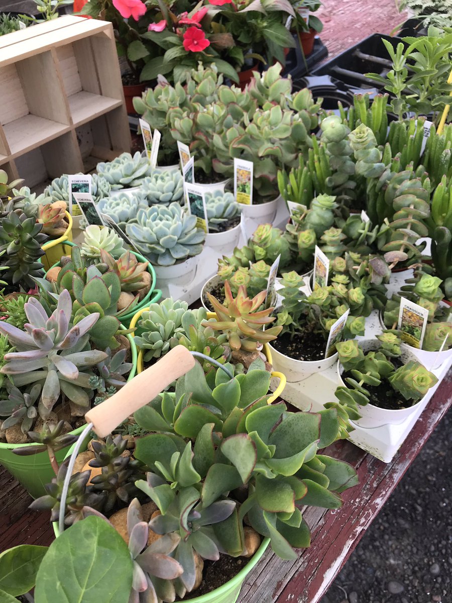 JMproducegarden's tweet photo. Check out these totally adorable #succulents! We have a great selection of pre-made or you can make your own containers. Easy to take care of &amp; super cute. #farmersmarket #shoplocal #Wny #buffalove #buffalony #flowerpower https://t.co/94Tc38z5ZO