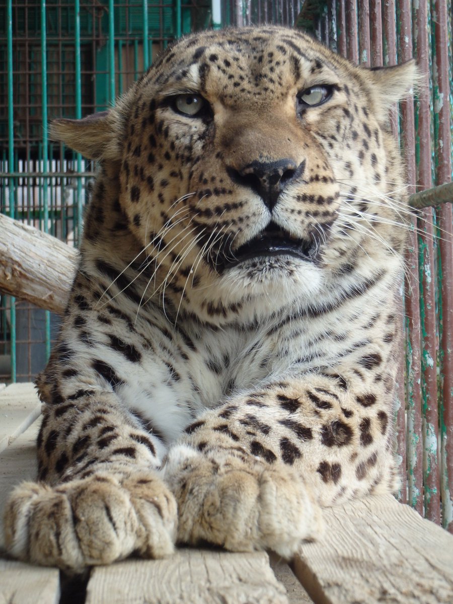 岩手サファリパーク على تويتر 明日はペルシャヒョウ グーフィー くんのお誕生会 ドキドキ ソワソワ 皆様のご参加をお待ちしております 岩手サファリパーク イベント情報 お誕生会 ペルシャヒョウ Leopard グーフィーくん ピューマ Cougar フーマくん