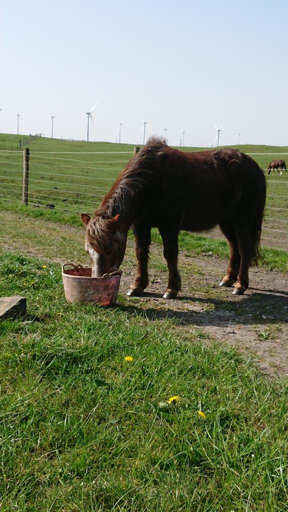 Neighground's tweet photo. Rainbow has gained weight, and is looking fantastic these days. https://t.co/9gc6wrZsYA