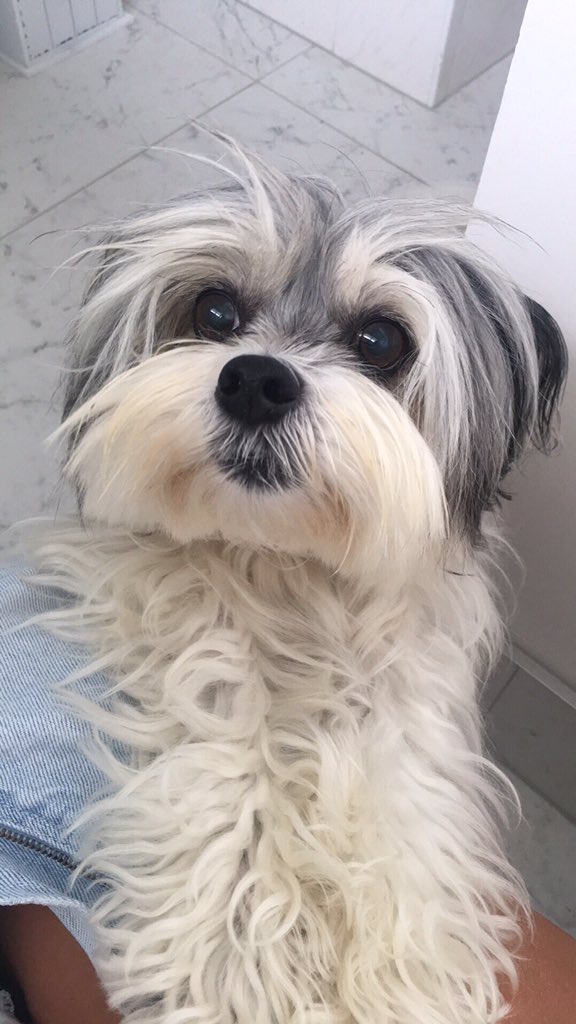 CockerKate's tweet image. #dog #puppy #molly #cute