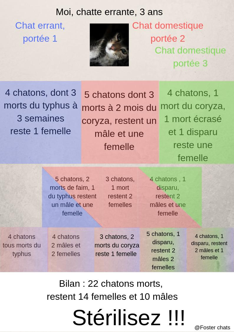 fosterchats's tweet photo. Pour ceux qui pensent que la vie de chat errant c'est la belle vie...Pour éviter ça, stérilisez..... #stérilisation #chat_errant #chat #refuge #sauvetage https://t.co/Ju7HM5NI4g
