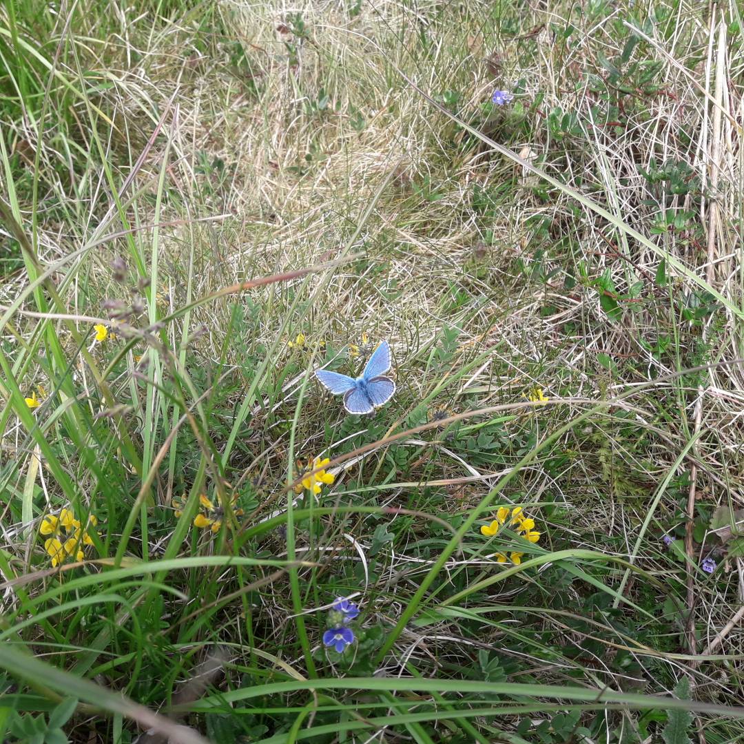 WiltsRangersNT's tweet photo. Adonis blue basking in the sunshine by Monarch of the Plain in Fargo wood yesterday.  This is the first that I have ever seen in the Stonehenge landscape so very exciting https://t.co/5OVWS5e6jN