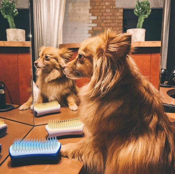 When you look in the mirror after a long day and think ‘yeah, I still look amazing’ 😉💕 #PetTeezer @citydogexpert