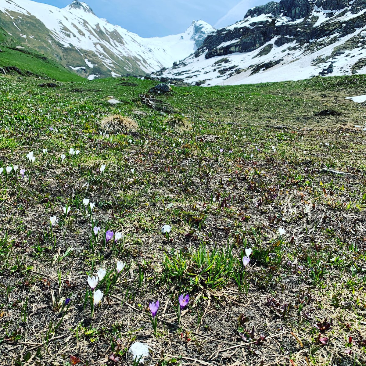 Europe Transfer tweet media