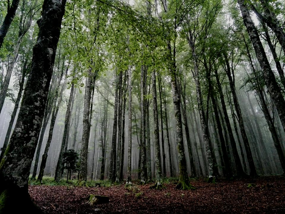 #24maggio
#GiornataEuropeaDeiParchi

Taci. Su le soglie
del bosco non odo
parole che dici
umane; ma odo
parole più nuove
che parlano gocciole e foglie
lontane.

✍🏻D'Annunzio
📷 Parco Nazionale delle Foreste Casentinesi

#ScrivimiChe @ScrivoArte #VentagliDiParole @CasaLettori