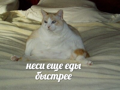 pirozhenshchina's tweet photo. я: в отношениях я кошка
парень: ого, значит, она игривая и грациозная....

я в отношениях: https://t.co/wpkzZezQkR