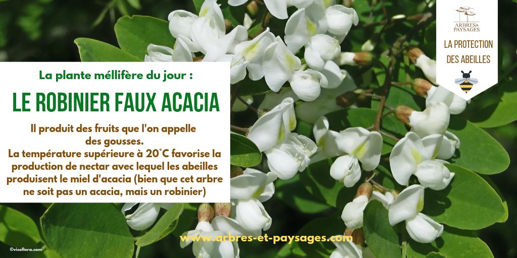 arbrespaysages's tweet photo. La #plantemellifère du jour : le #Robinier #Fauxacacia. La température supérieure à 20°C favorise la production de #nectar avec lequel les #abeilles produisent le #mieldacacia 🍯🐝 https://t.co/hFN2TlQfgW