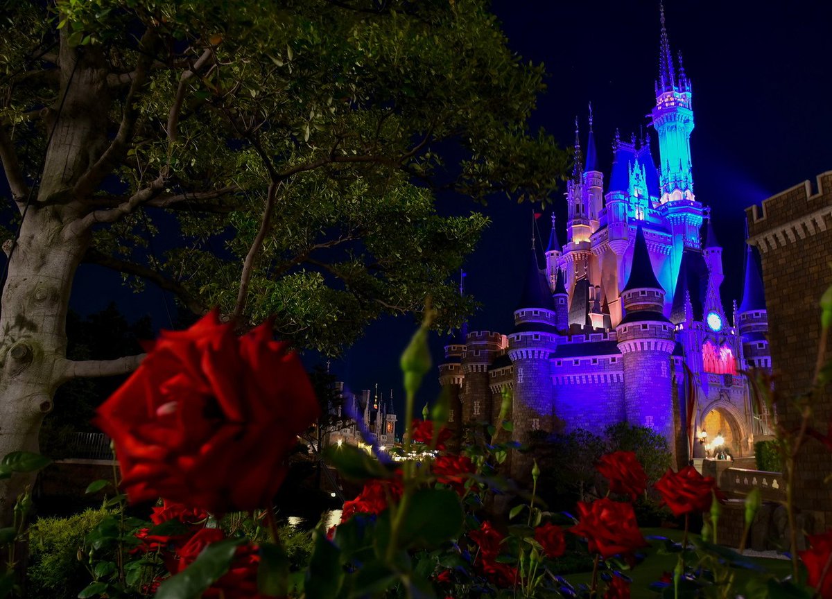 Leon ディズニーランドの薔薇 写真好きな人と繋がりたい ファインダー越しの私の世界 ディズニー ディズニーランド バラ Leon ディズニーランドの薔薇 写真好きな人と繋がりたい ファインダー越しの私の世界 ディズニー ディズニーランド バラ