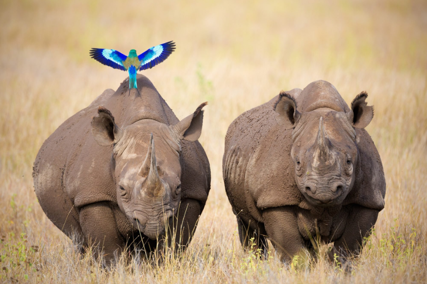 KWSKenya's tweet photo. To counter the threats and challenges posed, and in order to sustainably conserve and maintain the Lake Nakuru National Park's integrity, we will, tomorrow, be launching a Rapid Results Initiative (RRI) to reclaim the glory of #RediscoverNakuruNationalPark

📸 by journeyinafrica https://t.co/sDnKbFsYcQ