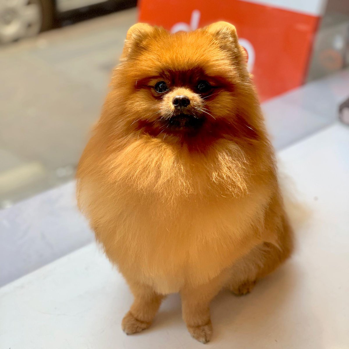 BowWowLDN's tweet photo. "Proud to be a Pom!" Freshly groomed Lissi. #poms #pomsoftwitter #Pomeranian #kawaii #japanesedoggrooming #proud https://t.co/mpCkgyLnG2