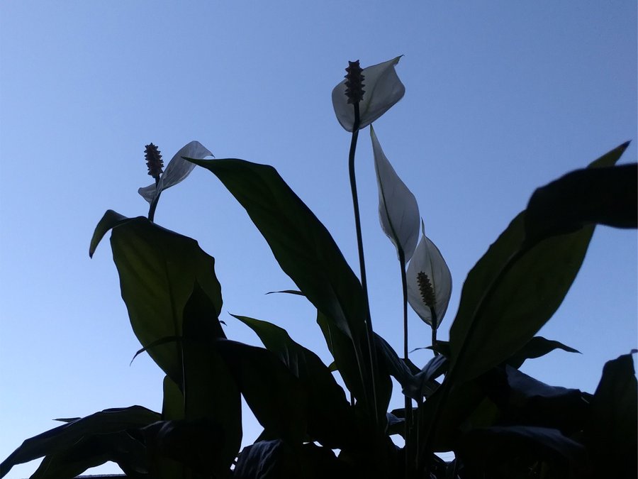 スパティフィラムの育て方 花が咲かないときの対処はどうする 2ページ目 Botanica