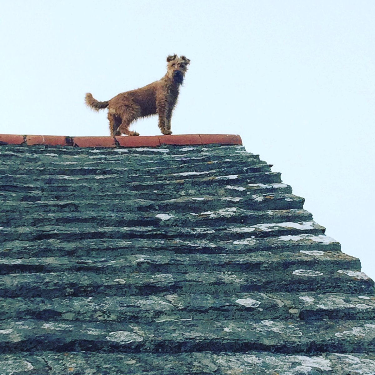 PhilosophyDogs's tweet photo. Name: Signore Scruffs 
Breed: in signore scruff’s eyes, all dogs are the same - there is no such thing as breed. 
Philosophical teachings: “You must climb to the highest point you can in order to clearly see where there may be treats.” 

#philosopherdogs #dogthoughts #dogs https://t.co/3q4q5aEdtK