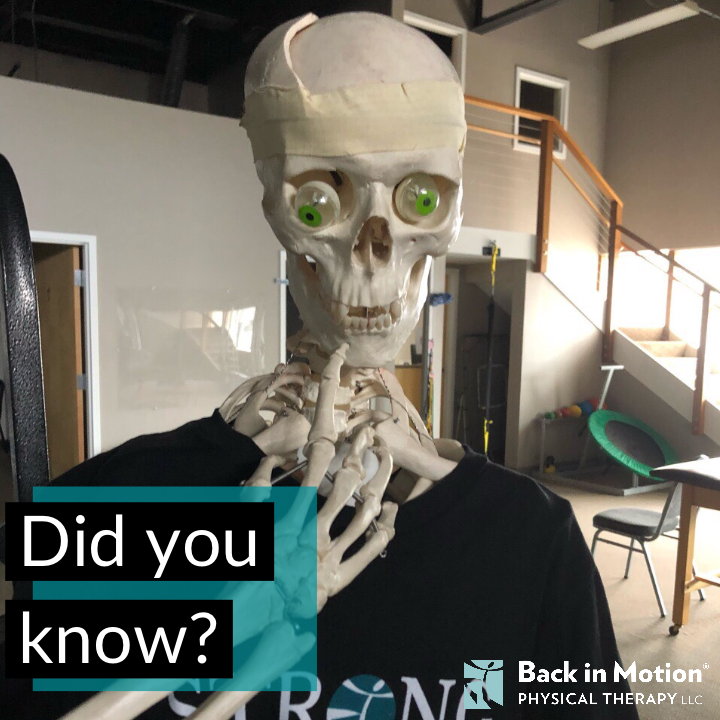 BackinMotionPT's tweet photo. Did you know: There are 206 bones in the adult human body? #funfactfriday https://t.co/0wPMmF5Vnd