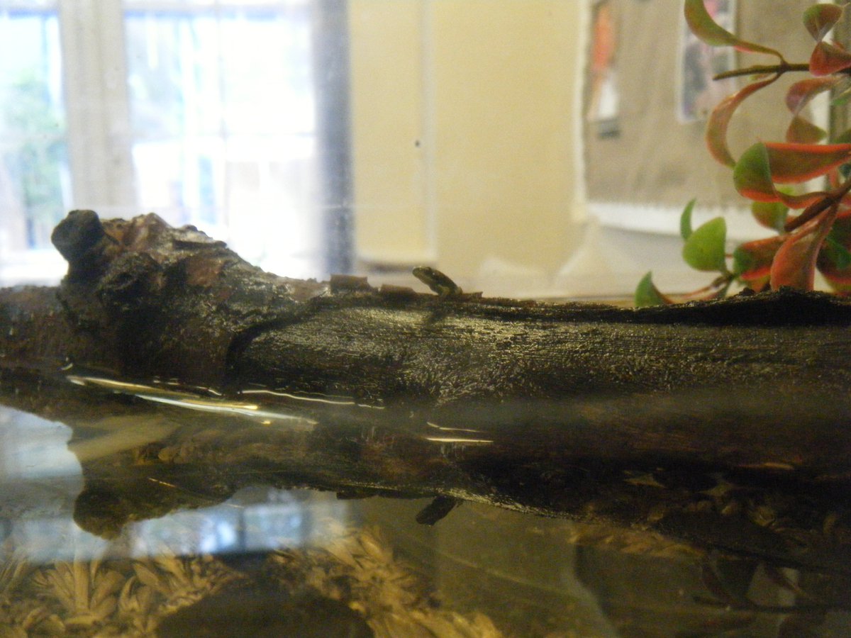 GreyfriarsDay's tweet photo. We now have a family of 5+ frogs in our preschool room, we will soon release them into a new home. #tadpoles #frogs #learning #preschool https://t.co/KNVT03KjzI