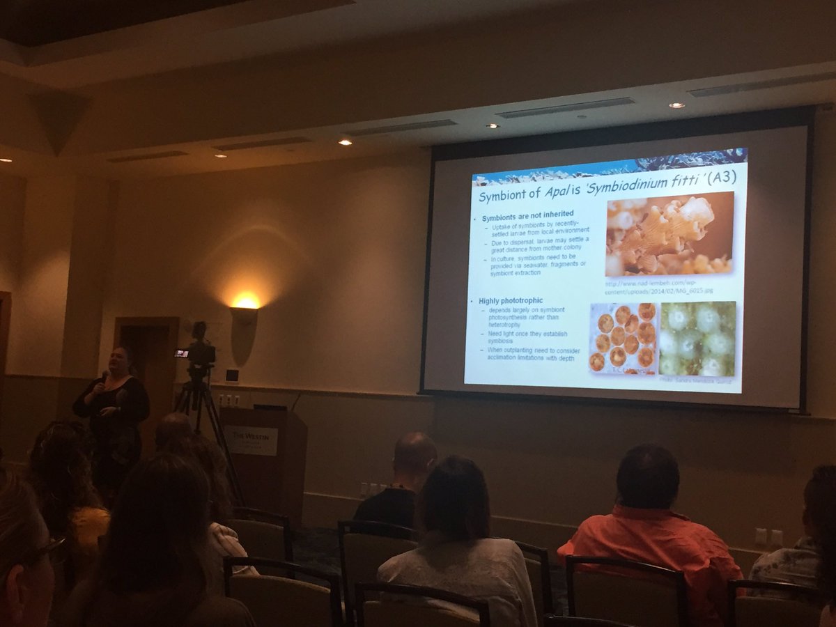 GnathiidGnation's tweet photo. Starting off the final day of #39thAMLC talking about corals! Zooxanthellae can’t provide 100% of nutrition to corals, fortunately corals are good predators...
In part, we can confirm this because CORALS EAT GNATHIIDS! 😰🤭 https://t.co/KvdV0OyWSq
