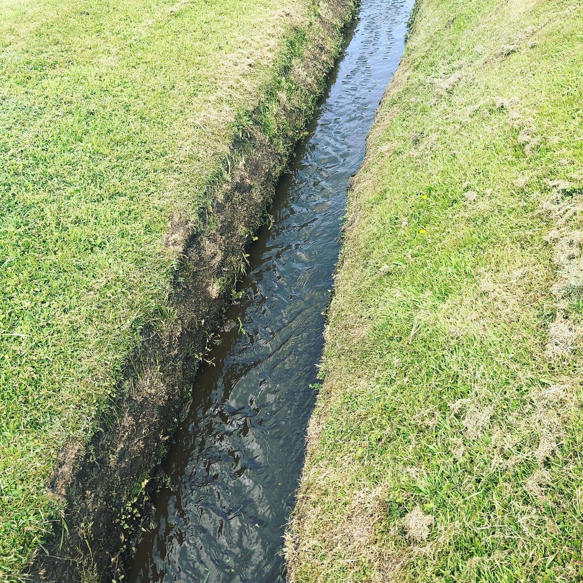 Miles_gkeeper's tweet photo. Clean up the Ditches!! The weeds grow so quickly. A job that has to be done! 💪🚜😎 #ditchwork #cleanme #sloppy #greenkeepers https://t.co/IR7vdfNv1M