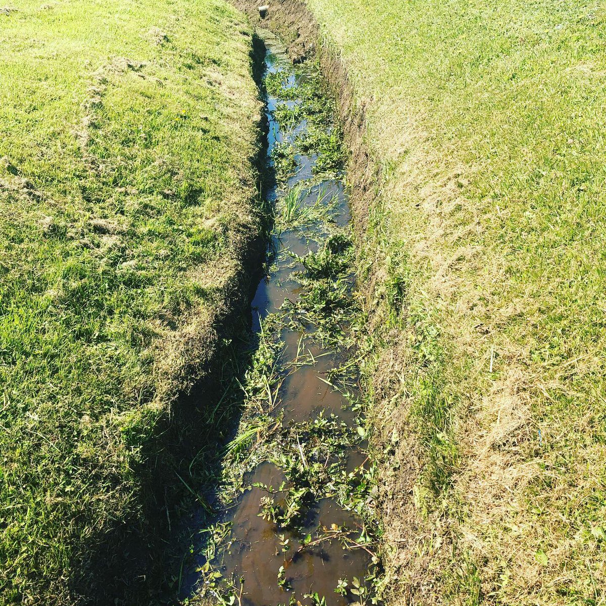 Miles_gkeeper's tweet photo. Clean up the Ditches!! The weeds grow so quickly. A job that has to be done! 💪🚜😎 #ditchwork #cleanme #sloppy #greenkeepers https://t.co/IR7vdfNv1M