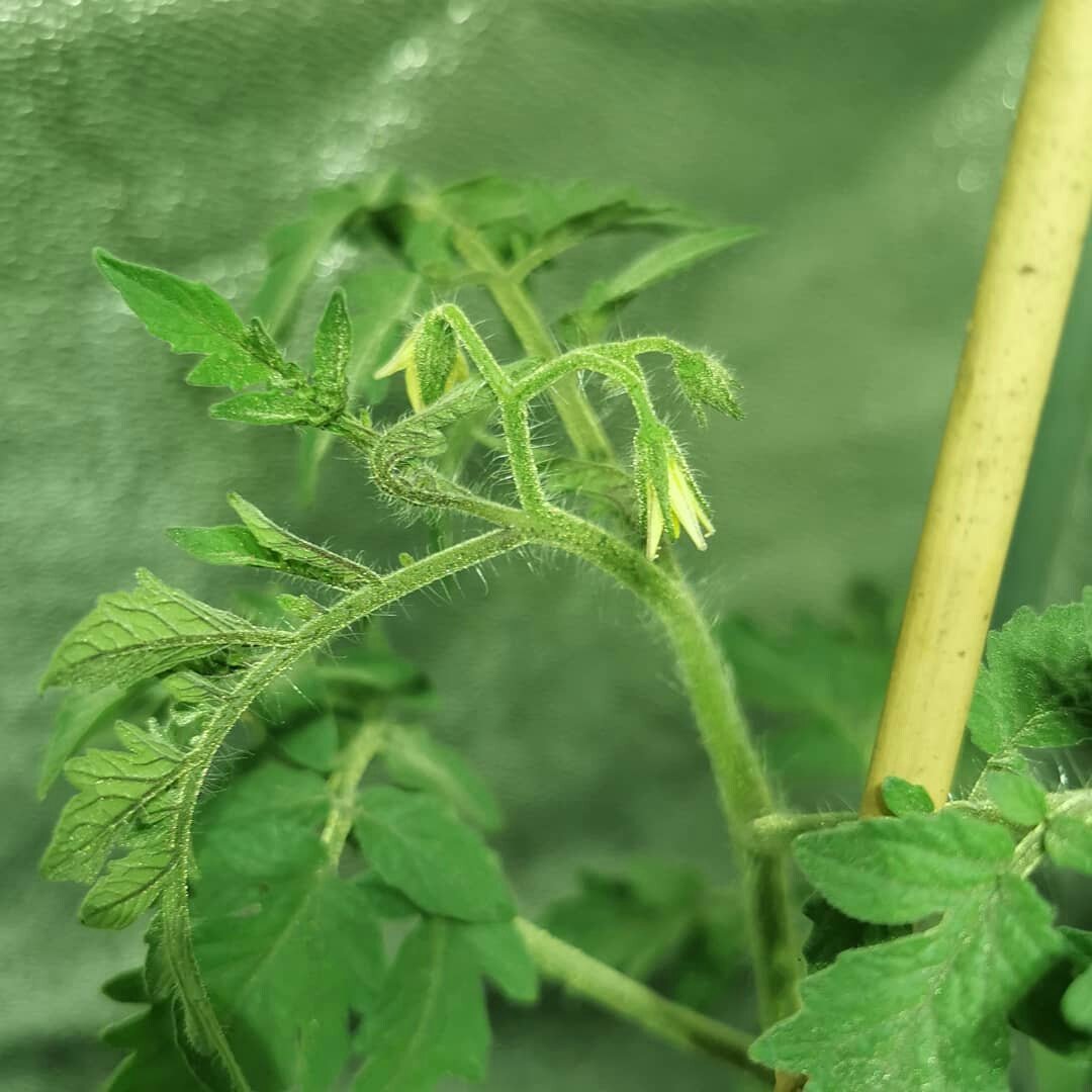 EOS iGROW tweet media