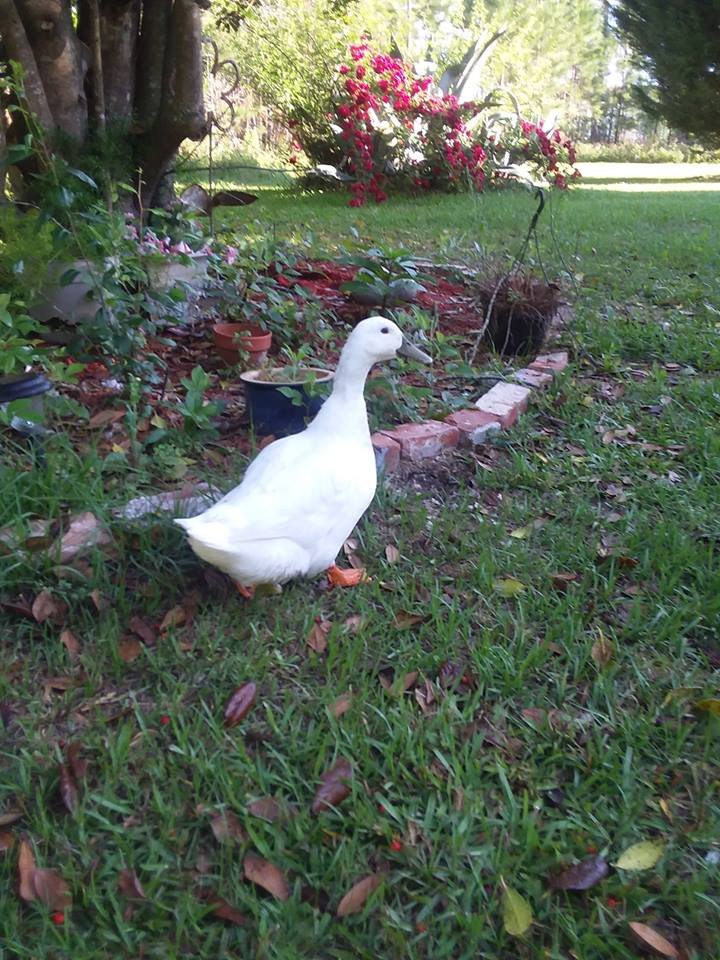 PeggyMercer's tweet photo. I have cried all morning. My blues duck, #Alwanda was hit on the side of the roadway last night in front of my place...She leaves to grieve, me, her mama, and ten eggs unhatched...I'm thinking of throwing bricks into the road in her honor. RIP little girl. https://t.co/xZVzqOOIr1