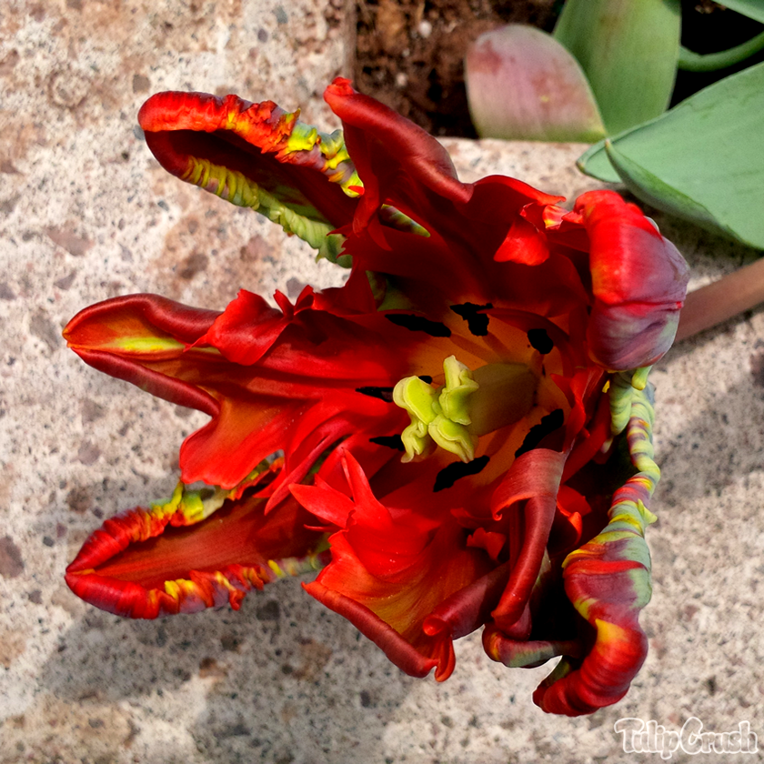 TulipCrush's tweet photo. ⚡ Such gnarly attitude with this 'rough around the edges street tulip' 🌷

#LoveTulips #tulips #tulip #TulipFestival #TulipTime #MyOttawa #Ottawa #OttawaInBloom19 #Canada #ExploreCanada #flowers #nature #garden #gardening #CanadianTulipFestival #CdnTulipFest #photo #photography https://t.co/JZKF7ttS7y