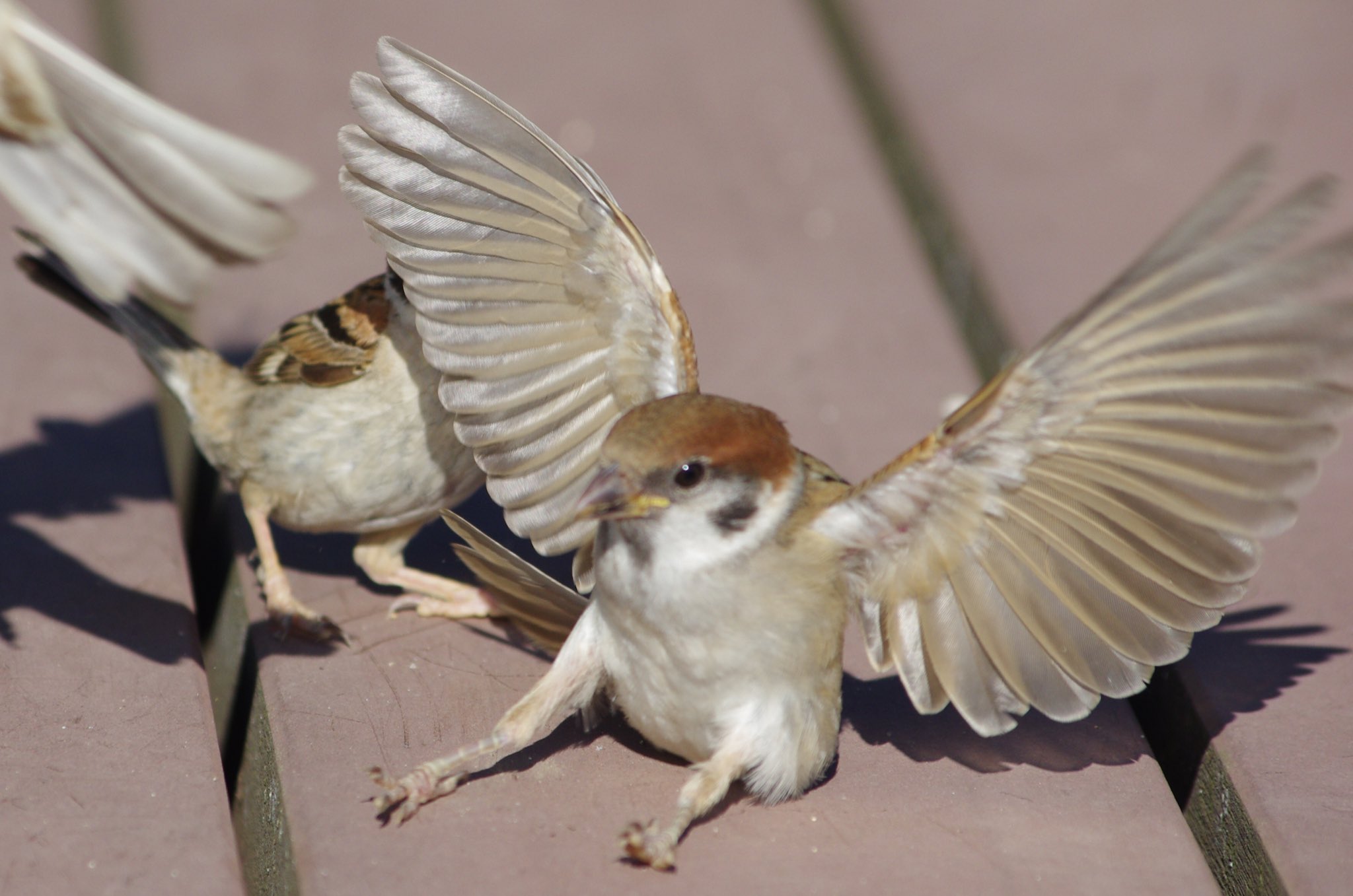 スズメ　レジンヘアゴム　身近な野鳥　可愛いスズメB スズメ レジンヘアゴム 身近な野鳥 可愛いスズメB 中野さとる on X