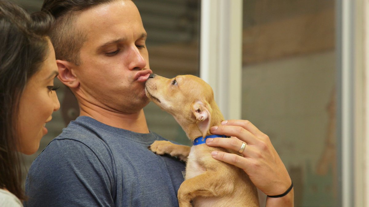 TurfMutt's tweet photo. Tomorrow on @ReadySetPet - newlyweds Tiffani and Carl are adopting their first dog as a couple. @OPEInstitute's Kris Kiser stops by to find out if they can find a great environment and offer pointers. #LivingLandscapes #ReadySetPet @CWMagnificent https://t.co/xK3ufWlhAR