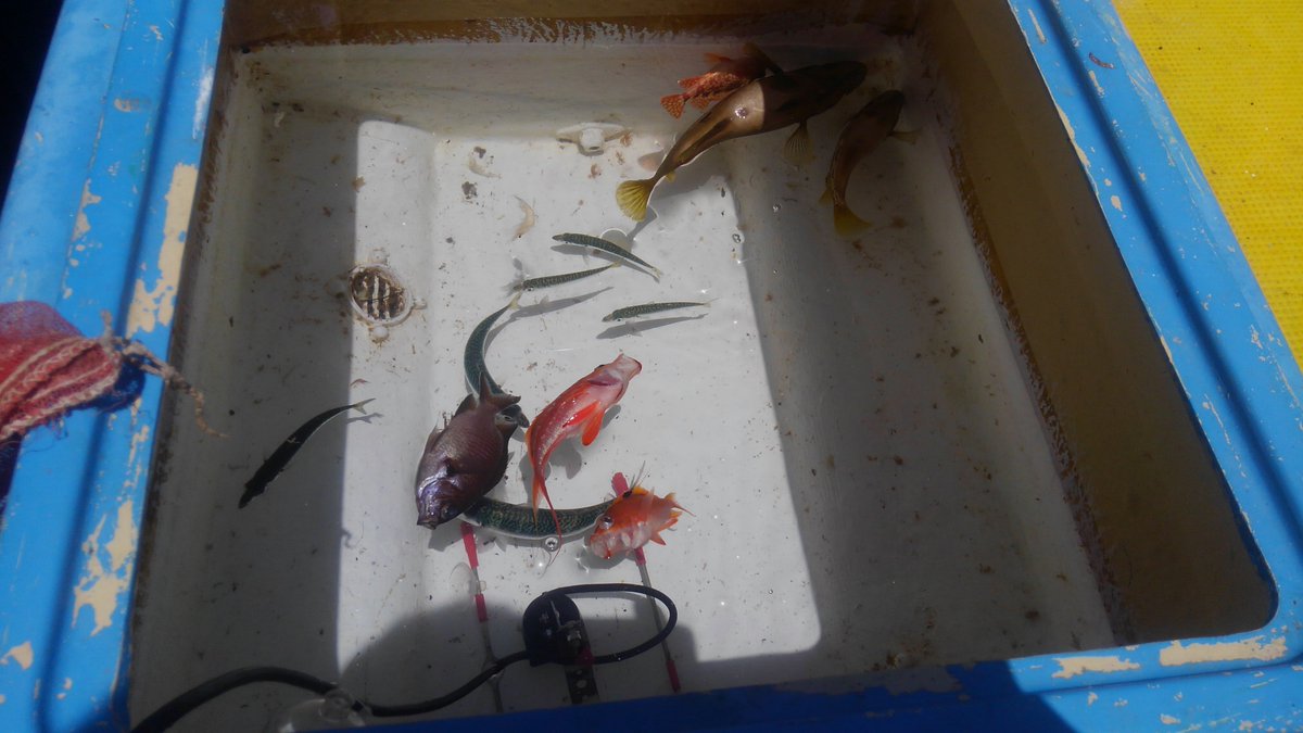 今晩は、昨日も泳がせ、片テン釣り、に行ってきました。画像の物と雑魚（子カサゴ、エソ、赤い魚、他）のみです。黑い魚は前にツイート、YouTubeなどで明記した、餌用にタモ網でスクッタサバです。一寸残念な結果です。