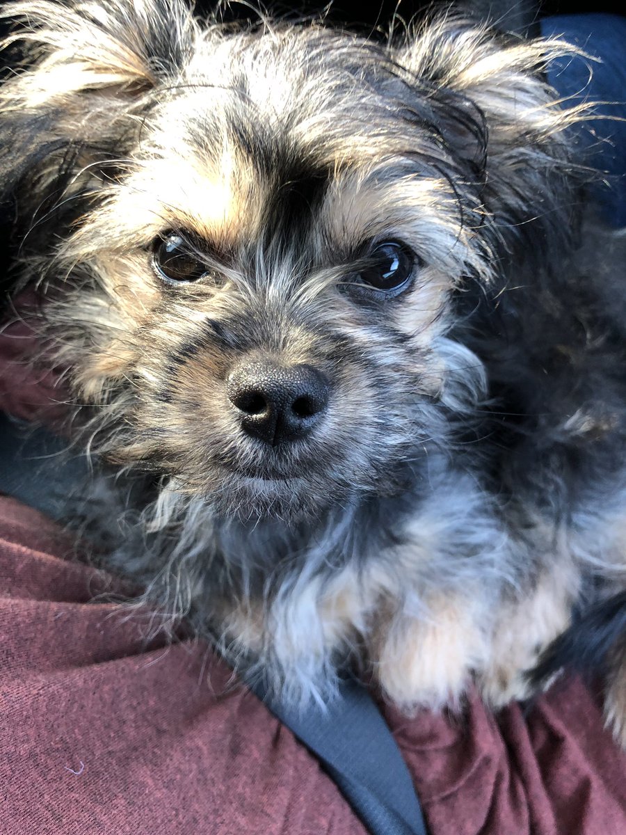 Lucifer4Prez's tweet photo. Good morning, friends. Here I am on mommy’s lap in the car after driving big sis to school. I have to know, &amp; plz be honest with me, is this face photogenic enough to be #president? If you think yes, #FollowMe &amp; I’ll #FollowBack! #FBRParty #FBR #IFB #VoteForLucifer #Cuddles4All https://t.co/s5lmpb5Gys
