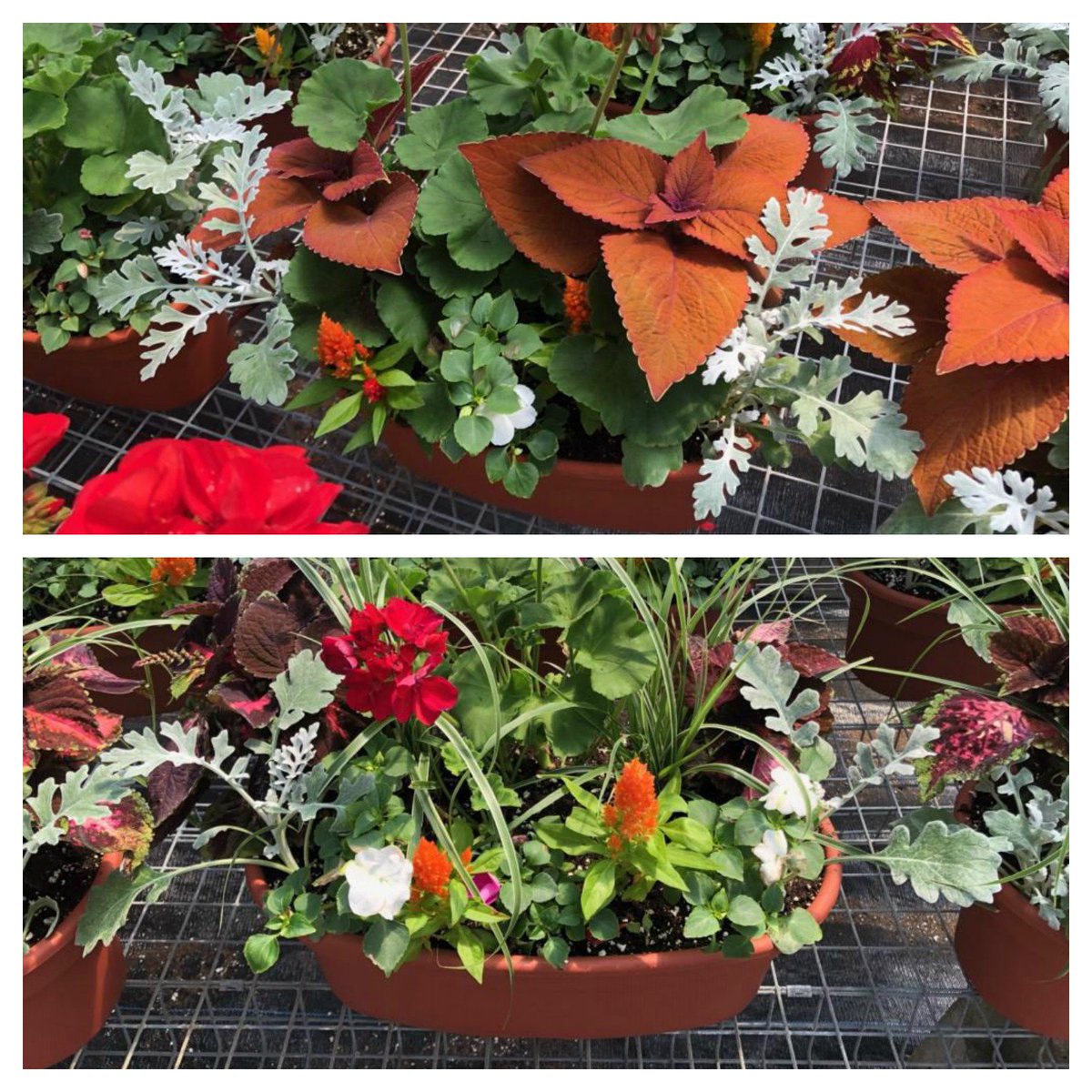 Beautiful Memorial Day planters now in stock at Brox Farm Stand in Dracut.  These planters have lovingly been grown and put together by our flower team in a variety of combinations.