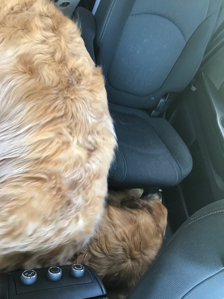 RebeccaLynnSha4's tweet photo. On Way To Da Cottage..Gotz A Tad Antzy & Sat On Riley. We Made It Tho .. Have A Happy & Safe Memorial Day Weekend Frenz #LoongCarTrip #OutOfRoom #FinallyHere #HappyMemorialDayWeekend https://t.co/Ag5I7Dl3QI