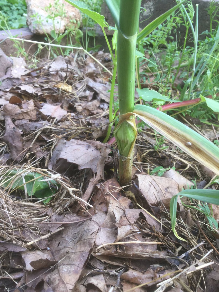 クエ子の友達 ニンニクの花芽 茎にできるタイプ がちょろちょろと出来始めてきた やったことはないけど これも植えると次の年に ニンニクになるらしい ニンニクももうすぐ収穫やね
