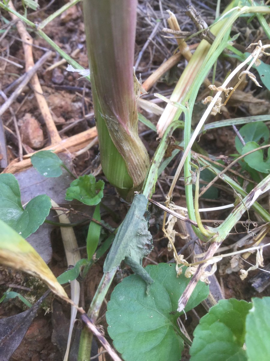 クエ子の友達 ニンニクの花芽 茎にできるタイプ がちょろちょろと出来始めてきた やったことはないけど これも植えると次の年に ニンニクになるらしい ニンニクももうすぐ収穫やね