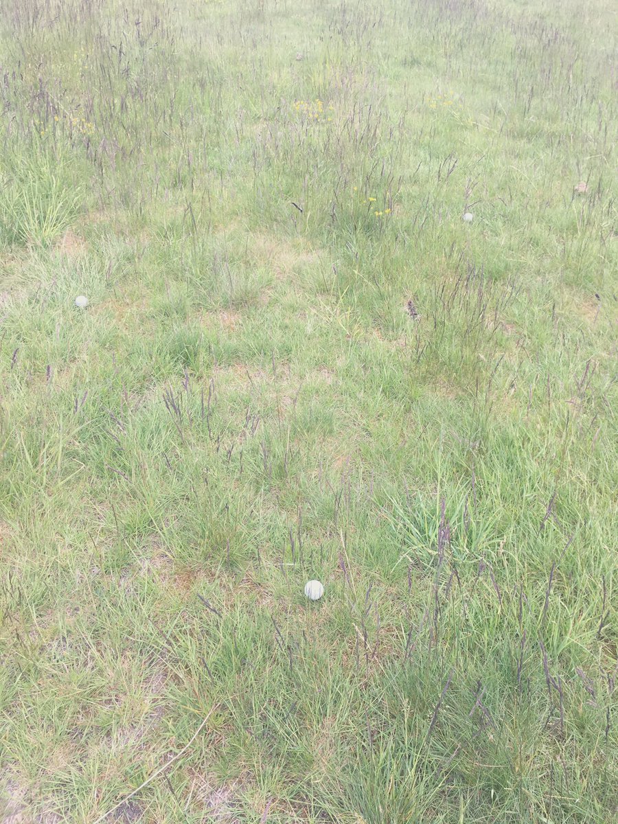 One thing hosting 65000 people on the course in 4 days is the trampled down rough. Areas that we would struggle to get near have been well and truly flattened. Last autumns flail collecting has already thinned the roughs out in the usual hot spots <a href="/WiedenmannUK/">Wiedenmann UK</a> 👍🏻