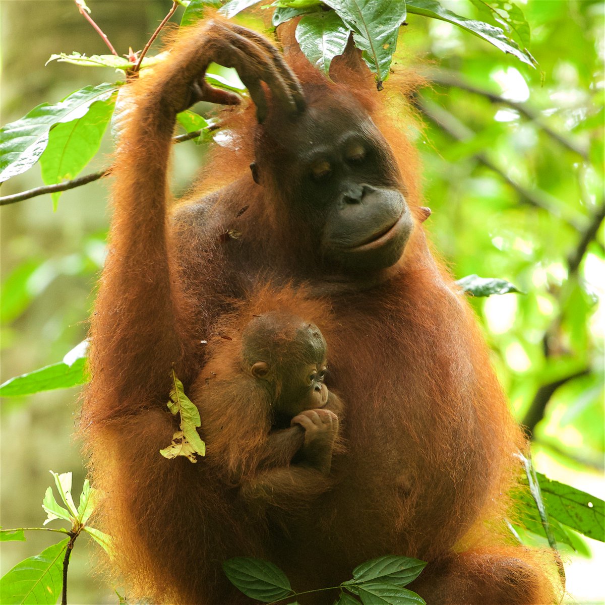 Our paper on what we suspect was an infanticide on Walimah's first baby back in 2015 is out today. It's a sad story, but gives us greater understanding into orangutan behavior and the reproductive and social strategies used by males and females. rdcu.be/bD3dT