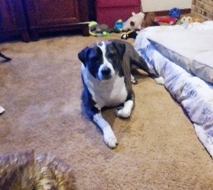 Tale3Pups's tweet photo. Whew. This modeling gig is hard work!
πΈπΆπ's,
Bear
#thetaleofthreepups #dogsoftwitter #rescuedogs #staffymix #dogs #lifewithdogs #hardworkingdog #dogmodel #strikeapose https://t.co/8Kc0mVLihK