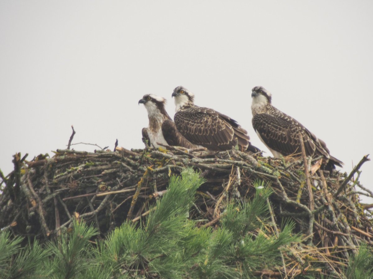 RTE_ouest's tweet photo. [#fetedelanature] Demain, venez observer un couple de Balbuzards pêcheurs à l'Etang du Ravoir en forêt d'Orléans avec la présence des ornithologues de l'association Loiret Nature Environnement et de l'@ONF_Officiel 🦅 https://t.co/h7FMx7cTho