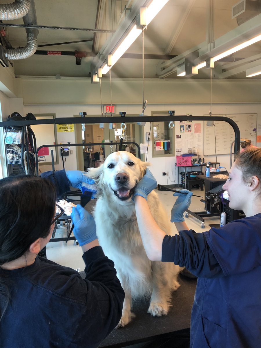 ENSCompanion's tweet photo. Seniors working with color🐶 https://t.co/khtoPjnvHs