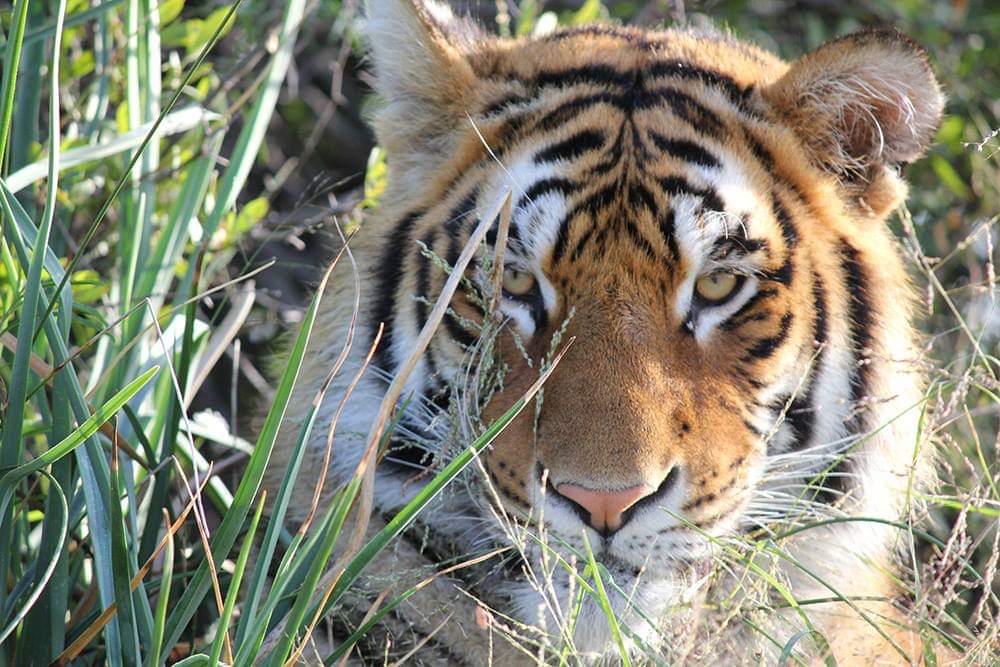 GetawayMagazine's tweet photo. WATCH: Set deep in the Great Karoo, a groundbreaking conservation project is helping save the endangered Bengal Tiger. Tiger Canyon is home to 17 rewildered big cats who roam the land and hunt freely.
@TigerCanyon
https://t.co/1QkMWBSd27 https://t.co/udCWHhAwd3