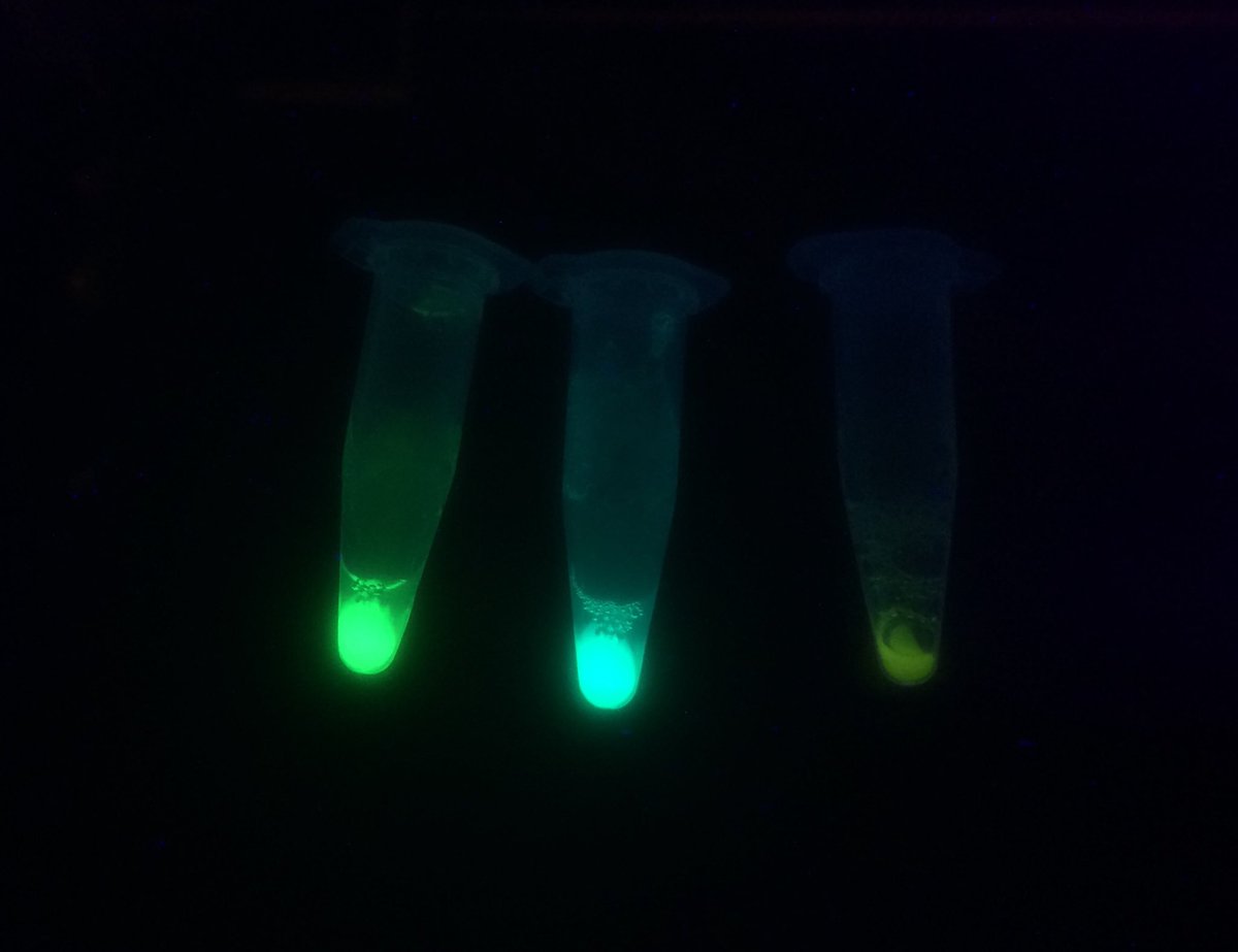 joachimgoedhart's tweet photo. Generating fluorescent beads by loading Ni-NTA sepharose with purified Fluorescent Proteins
#mTurquoise2, GFP, YFP https://t.co/FnBox7NZ6K