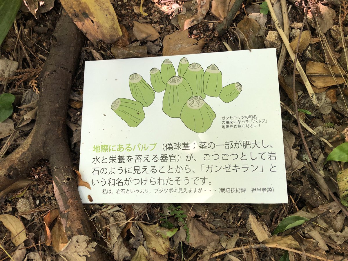 ガンゼキラン Twitter Search Twitter