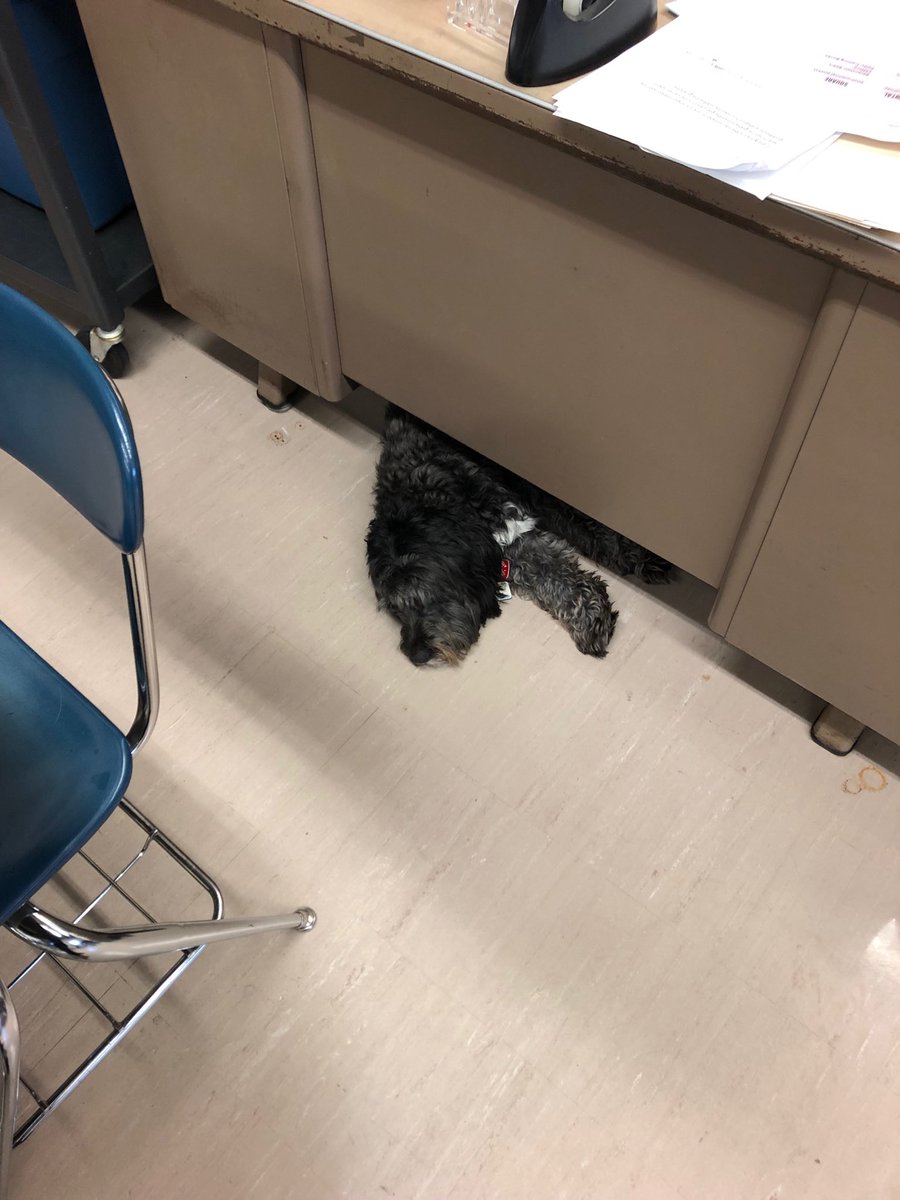 Lazy therapy dog! #nomaytermforme