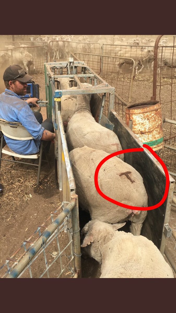 Missing 130 ewes .Girls are pregnant with 2 mths wool,score 3-5. Tags are easy to cut out but most are branded with red/brown T so may be shorn, butchered or taken as play mates for vegan activists. Any info Please contact me or police. Retweets appreciated