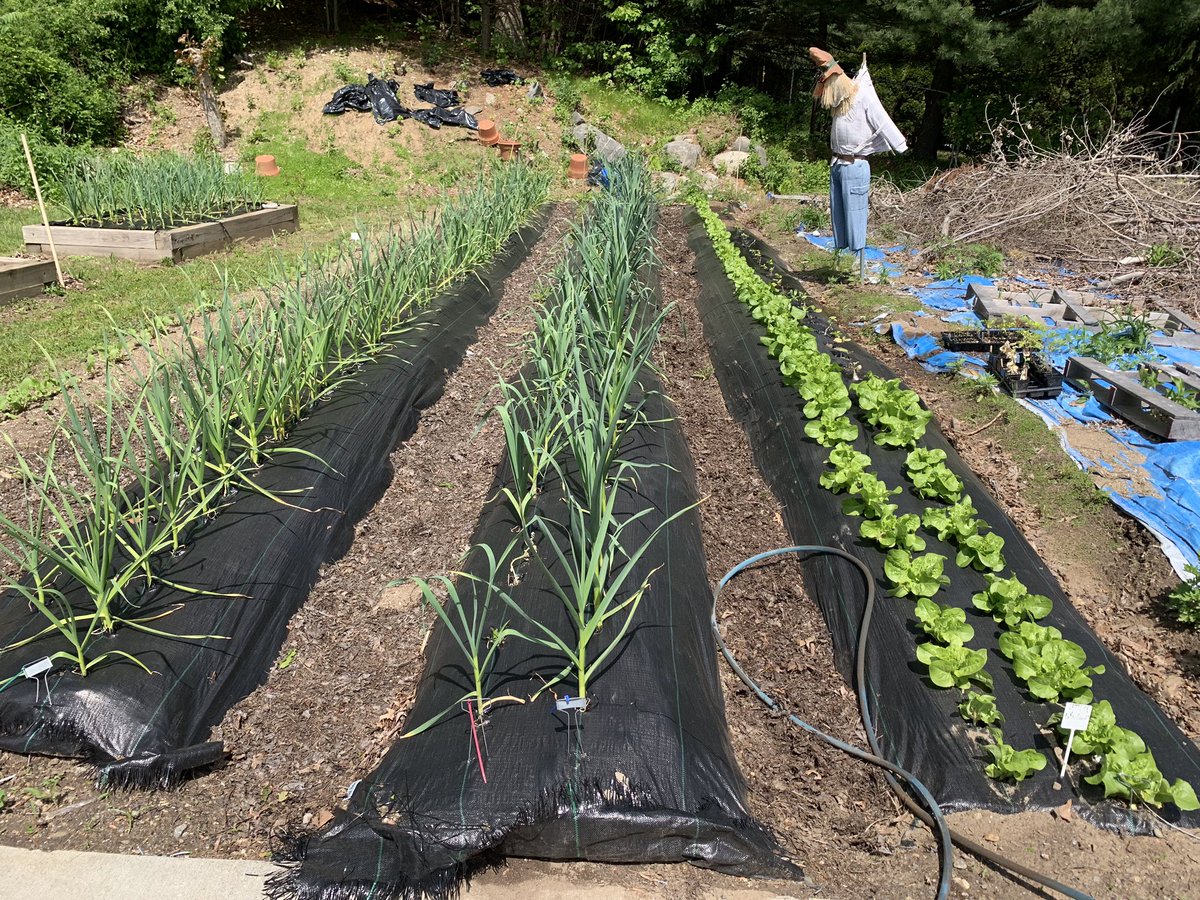 Butter Crunch Lettuce fresh from the NSH Greenery Gardens :)