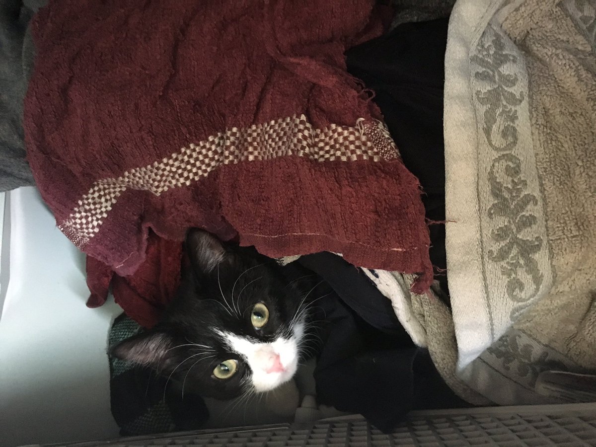 TamaraFBrophy's tweet photo. Is it a valid excuse to not do laundry when the kitten refuses to get out of the dryer so I can start it? Asking for a friend 🤪 @AricBrophy @BrophyAyden #Delilahrunsthehousehold #laundryprobs #nokittenswerehurt #shelosesinterestfast now she’s in the washer🙄 https://t.co/UpHu9Li5XS
