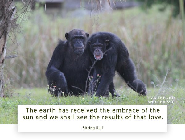 SaveTheChimps's tweet photo. #HappyFridayFromSaveTheChimps #HappyFriday #Ryan2TheChimp #Ryan #ChrissyTheChimp #Chrissy #ChimpOfTheWeek #FeaturedChimp #Chimps #Chimpanzees #GreatApes #SittingBull #Quote https://t.co/qZzq4W9vwX