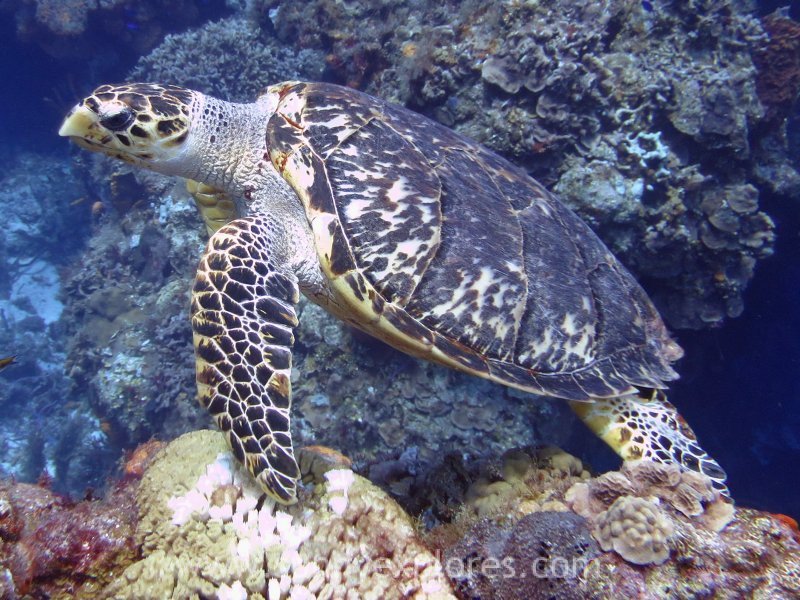 SunnyExplores's tweet photo. New #travelblog on #sunnyexplores #scubadiving in #cozumel #mexico 
https://t.co/0OFsriSw0u The #famous Jacques #Cousteau listed Cozumel in his own top ten of favorite #divesites in the #world #turtle https://t.co/ru4z0pLwaU
